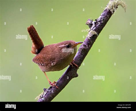 Wren Perched On Branch Stock Photo Alamy
