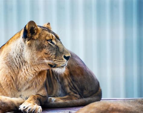 Retrato De Una Leona Africana Panthera Leo Foto Premium