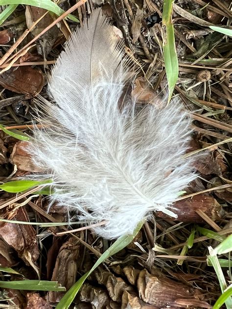 Red-tailed Hawk Feathers (14Sept2022) – The Cypress Creek Ecological Restoration Project