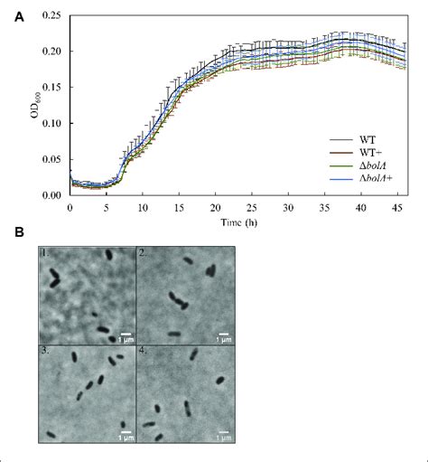 A Growth Curves Of The Different S Oneidensis Mr Strains