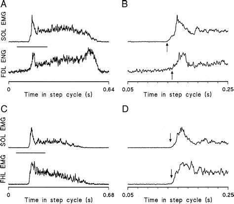 Tonic and Phasic Discharge Patterns in Toe Flexor γ-Motoneurons During