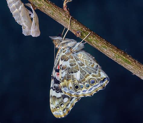 Schmetterling Painted Lady Insekt Kostenloses Foto Auf Pixabay Pixabay