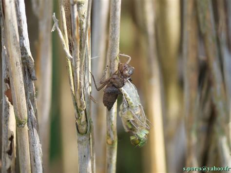 Mergence D Une Libellule R Serve Naturelle Du Marais De L Flickr