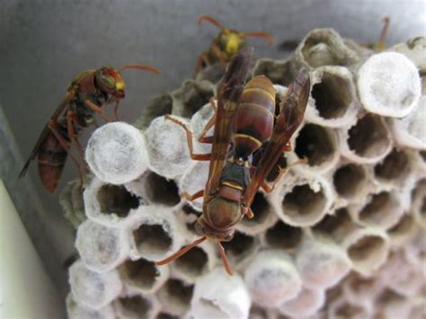 Australian Paper Wasps