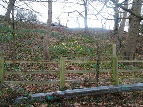 February Daffs Gordon Griffiths Cc By Sa 2 0 Geograph Britain And