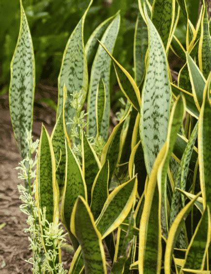 Melhores plantas repelentes de cobras para ajudar a proteger você