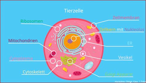 Arbeitsblätter Biologie Klasse 7 Zellen 9 Empfehlungen Für 2