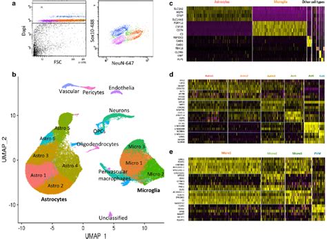 Analysis Of Human Brain Microglia And Astrocytes From Low And High Ad Download Scientific