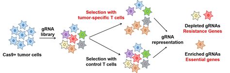 Resistance To Immunotherapy Wucherpfennig Lab T Cell Biology And