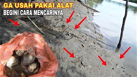 Cara Mencari Kerang Dara Di Pinggir Pantai Berlumpur Youtube