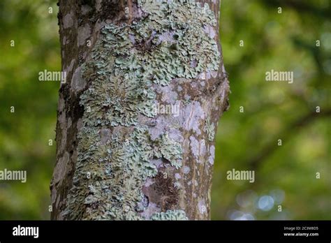 Schattig dicht Fotos und Bildmaterial in hoher Auflösung Alamy