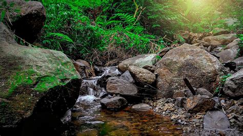 Calming Forest Sounds Birds Chirping Babbling Brook Nature Sounds