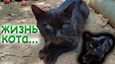 Взрослый Черный кот Черныш и жизнь черного кота. Черный, совсем черный ...