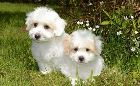 Coton De Tuléar Caractère éducation Santé Prix Rache De Chien