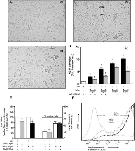 Figure From The Pro Resolving Lipid Mediator Maresin Mar