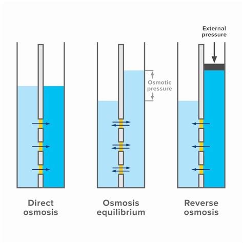 Esquema Del Proceso De Smosis Directa E Inversa Vector Premium