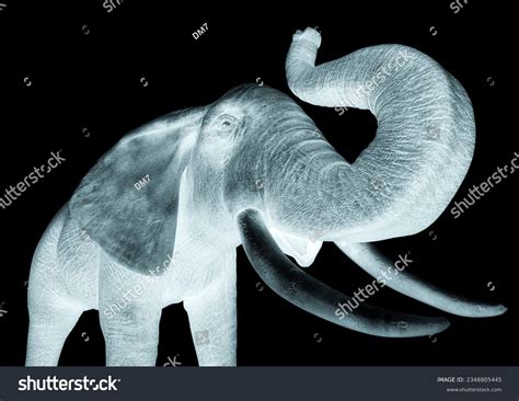 Elephant Trumpet Pose Over 50 Royalty Free Licensable Stock