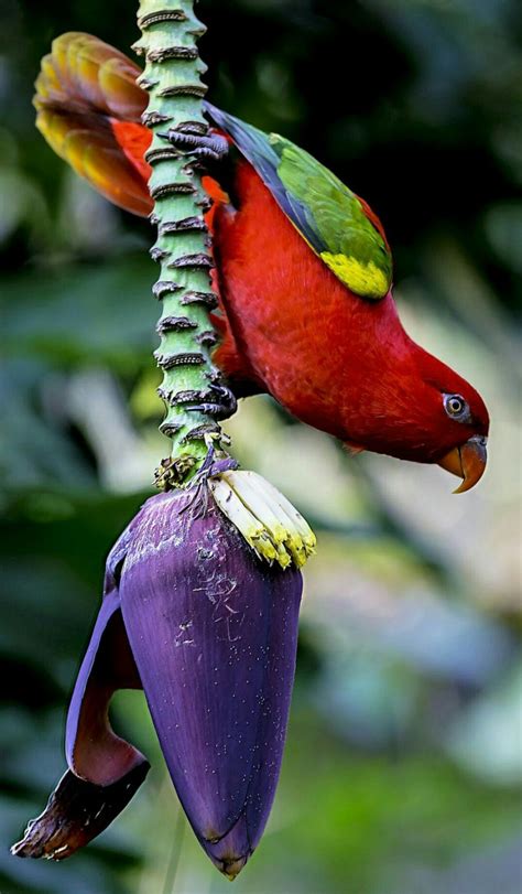 Pin by Serkan Çelik on Kuş lar Beautiful birds Exotic birds