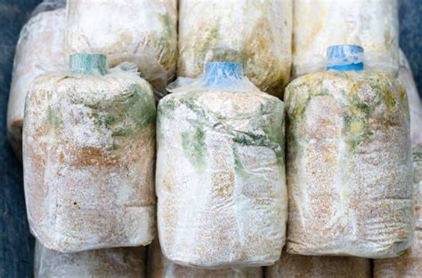 Common Contamination In Mushroom Cultivation Mushroom Cultivation