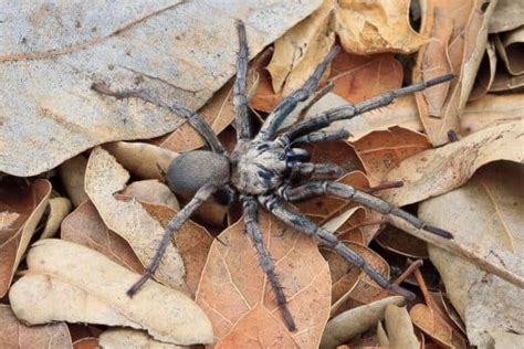 The 5 Biggest Spiders In California A Z Animals