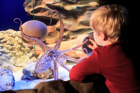 Hannover Eintrittskarte für das SEA LIFE GetYourGuide