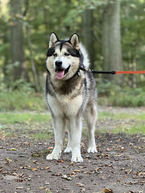 My Malamute/Border Collie mix, Chief. We rescued each other. : r/AlaskanMalamute