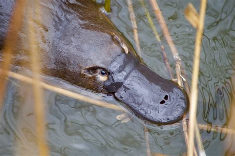 Platypus And Penguin Tours King Island Walks