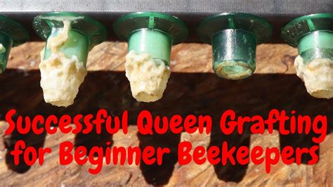 🔵grafting Queens For Beginners Queen Rearing Series Part 2 Youtube