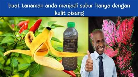 Manfaat Kulit Pisang Bagi Tanaman Dan Cara Membuat Poc Kulit Pisang