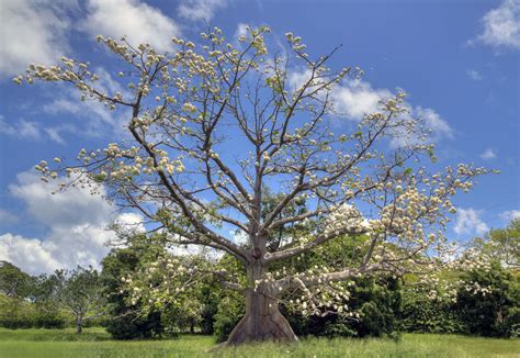 Kapok Tree - Heritage.vi