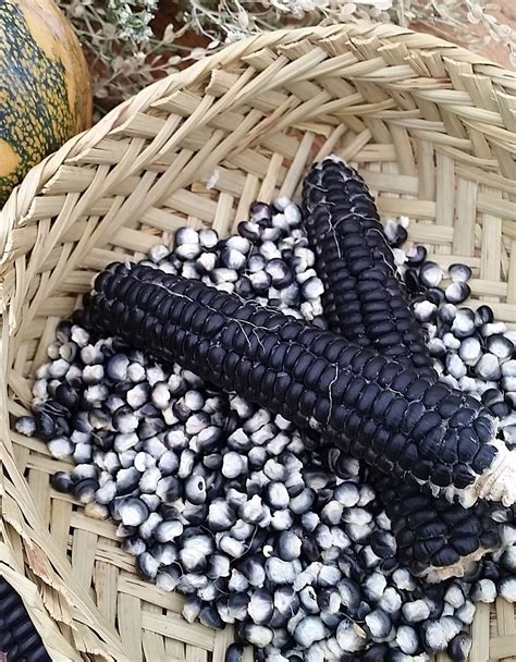 Corn Roughwood Seed