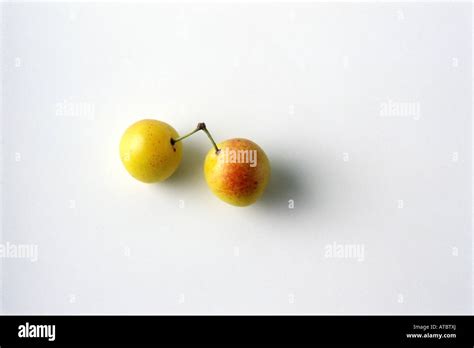 Two Mirabelle Plums White Background Stock Photo Alamy