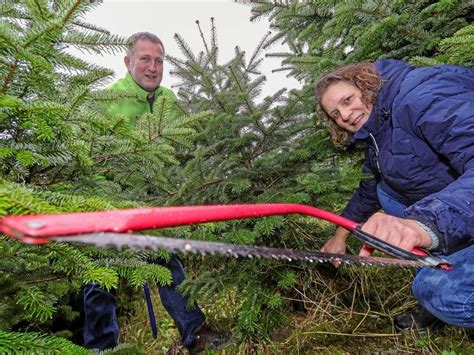 Weihnachtsb Ume In Bottrop Hier Kann Man Tannen Kaufen