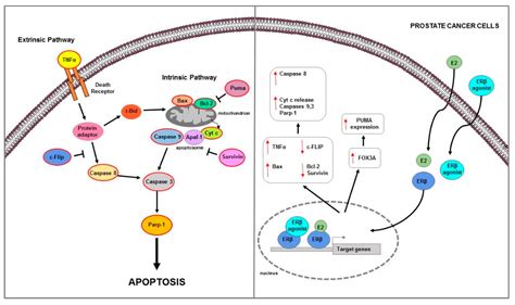 Ijms Free Full Text Estrogen Receptors Mediated Apoptosis In