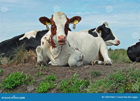 Dutch Cows In Afternoon Sun Picture Image