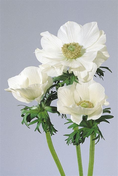 Anemone Coronaria Mona Lisa White Windflower Garden Center Marketing