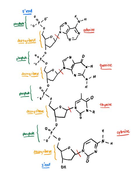 Draw A Dna Strand With Adenine Guanine Thymine Cytosine Quizlet