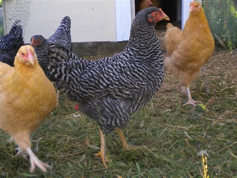 Barred Rock Rooster Vs Hen