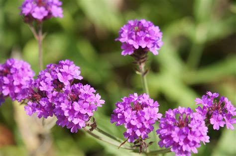 Verbena Canadensis Homestead Purple Alwyn Ladell Flickr