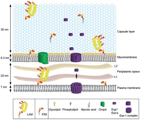 The Spatial Organization Of The Mycobacterial Cell Envelope Exhibiting