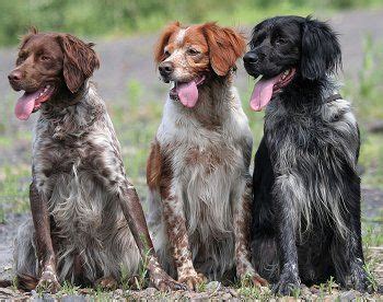 As 25 melhores ideias de French brittany spaniel no Pinterest | Fotografia, Springer spaniel e ...