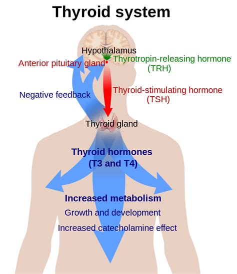 Difference Between Thyroid and Parathyroid | Definition, Anatomy ...