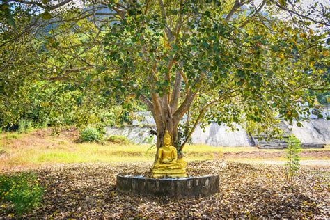 Bodhi Tree And Green Bodhi Leaf With Buddha Statue At Temple Thailand