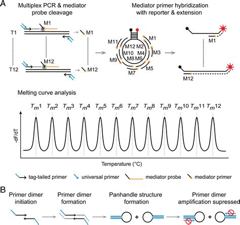 Highly Multiplex Pcr Assays By Coupling The Flap Endonuclease