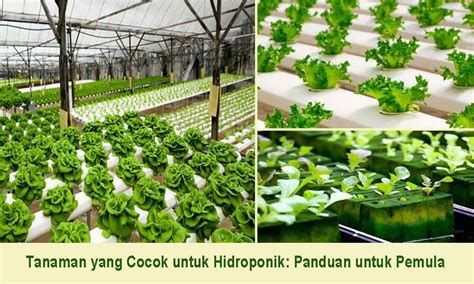 Tanaman Yang Cocok Untuk Hidroponik Panduan Untuk Pemula