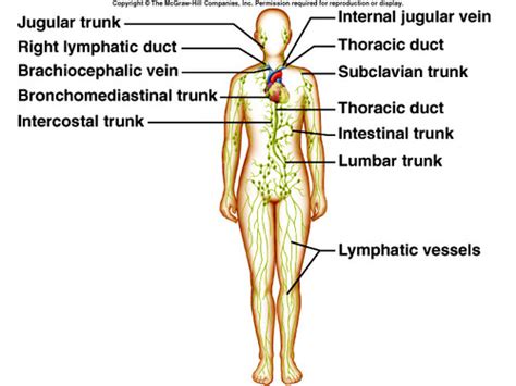 Chapter The Lymphatic System Flashcards Quizlet