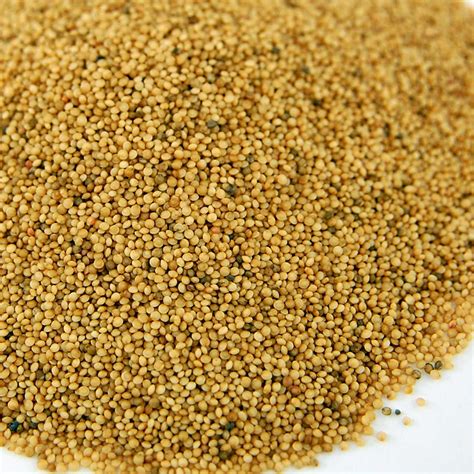 Amaranth Sprouting Grain Seeds 4 G Packet ~400 Seeds Non Gmo