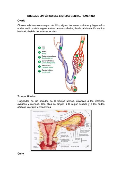 Drenaje Linf Tico Del Sistema Genital Femenino Drenaje Linf Tico Del