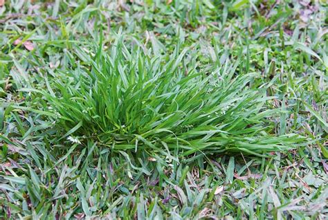 4 Ways To Winterise Your Lawn Australian Handyman Magazine