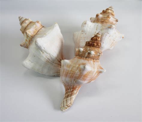 King Crown Conch Shell Hermit Crabs Shells California Seashell Company